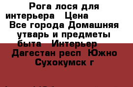 Рога лося для интерьера › Цена ­ 3 300 - Все города Домашняя утварь и предметы быта » Интерьер   . Дагестан респ.,Южно-Сухокумск г.